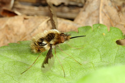 Greater Bee Fly (Bombylius major)