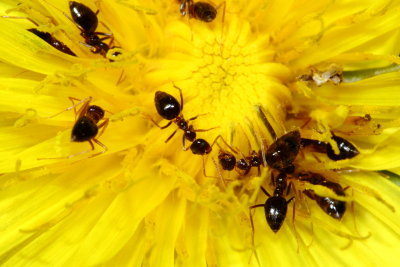 False Honey Ants (Prenolepis imparis)