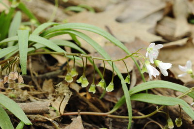 Spring Beauty (Claytonia virginica), family Portulacaceae