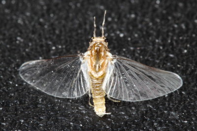 Family Caenidae - Small Squaregill Mayflies