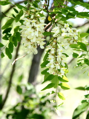 Black Locust (Robinia pseudoacacia)