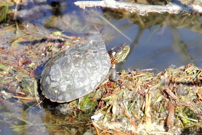 Midland Painted Turtle (Chrysemys picta marginata)