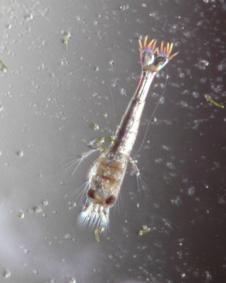 Caridina cf. brachydactyla larva