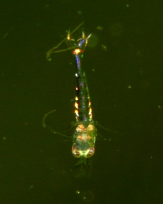 Caridina cf. brachydactyla larva