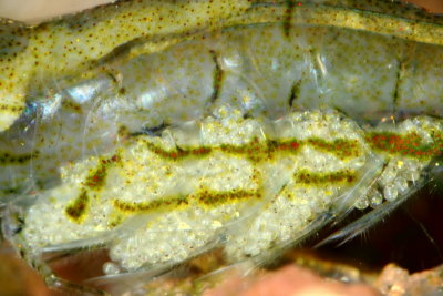 Caridina cf. brachydactyla eggs
