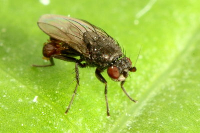 Family Sphaeroceridae - Small Dung Flies