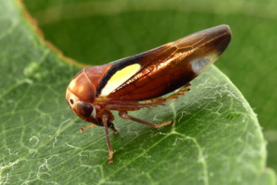 Balcanocerus provancheri (Eurymelinae)