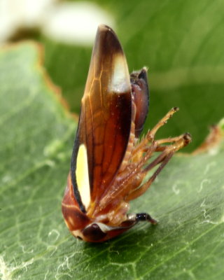 Balcanocerus provancheri (Eurymelinae)
