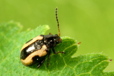 Alticini - Flea Beetles
