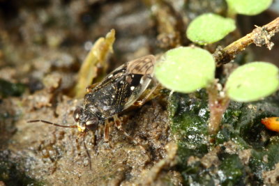 Micracanthia humilis