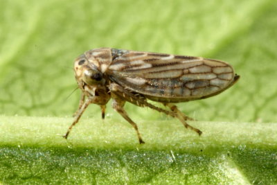 Ceratagallia agricola (Megophthalminae)