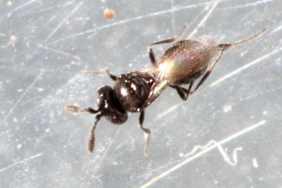 Telenomus sp.