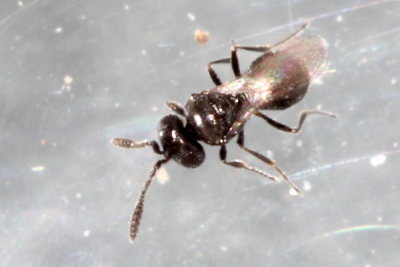 Telenomus sp.