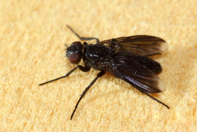 Woodlouse Fly (Melanophora roralis), family Rhinophoridae