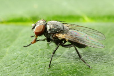 Fannia sp.