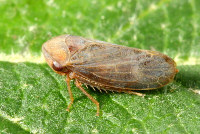 Macropsis cf. robusta (Eurymelinae)