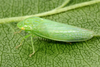 Gyponana sp. (Iassinae)