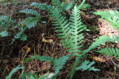 Common Polypody (Polypodium virginianum)