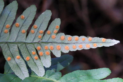 Common Polypody (Polypodium virginianum)
