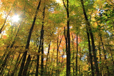 Sugar Maple forest