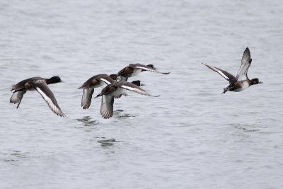 Greater Scaups (Aythya marila)