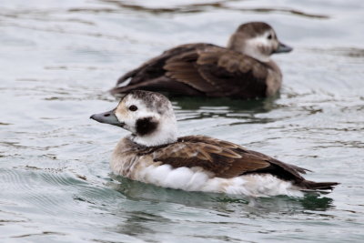 Long-tailed Duck (Clangula hyemalis)