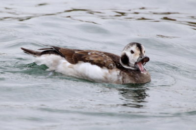 Long-tailed Duck (Clangula hyemalis)