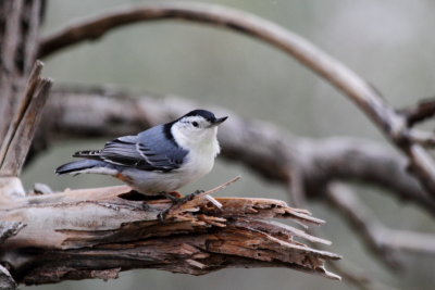 White-breasted Nuthatch