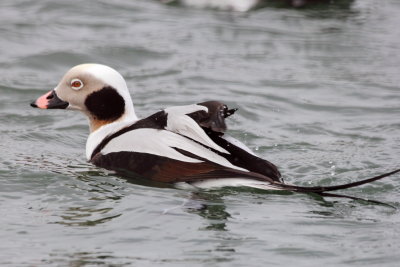 Long-tailed Duck (Clangula hyemalis)