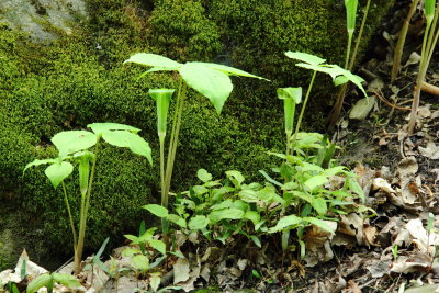 Jack-in-the-Pulpit (Arisaema triphyllum)