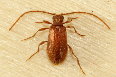 Whitemarked Spider Beetle (Ptinus fur)