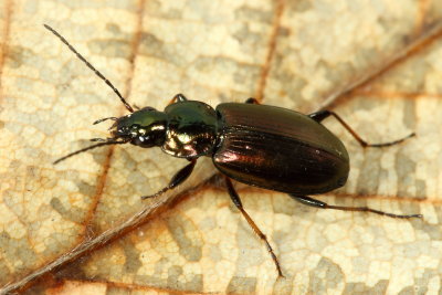 Agonum (Agonum) muelleri