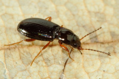 Bembidion (Phyla) obtusum