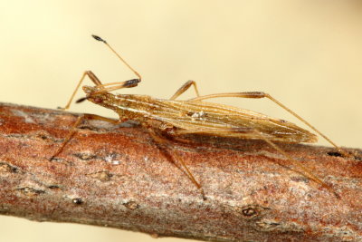 Berytinus minor