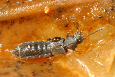 Subfamily Oxytelinae - Spiny-legged Rove Beetles