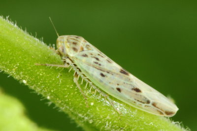 Balclutha impicta (Deltocephalinae)