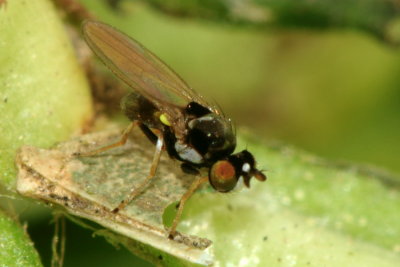 Hydrellia formosa (Hydrellinae)