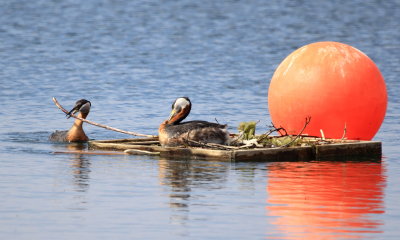 Red-necked Grebes (Podiceps grisegena)