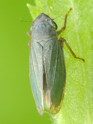 Bog Leafhopper, Helochara communis (Cicadellinae)