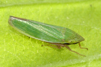 Draeculacephala antica (Cicadellinae)