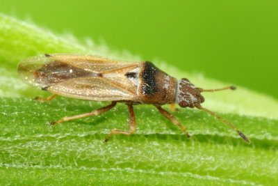 Brown Seed Bug (Cymus angustatus), family Cymidae