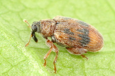 European Elm Flea Weevil (Orchestes steppensis)