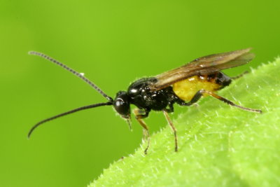 Halobracon cf. (Braconinae)