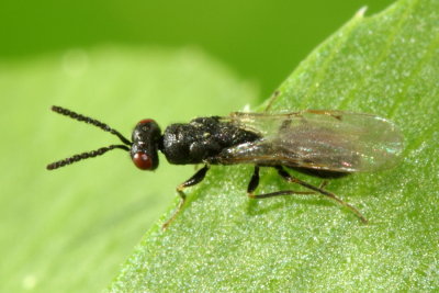 Tetramesa sp.