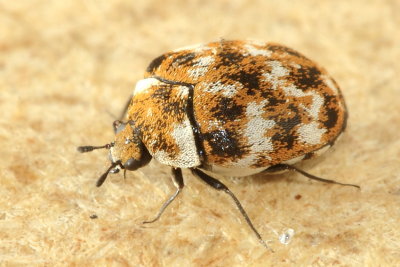 Family Dermestidae - Carpet Beetles