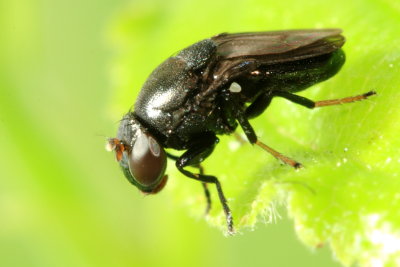 Discomyza incurva