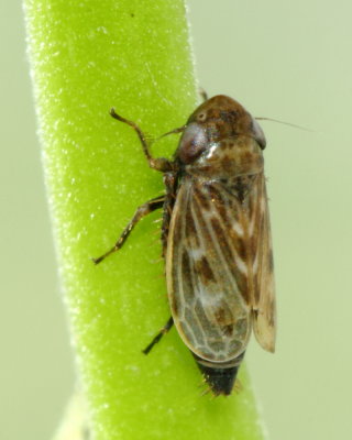 Deltocephalus pulicaris (Deltocephalinae)