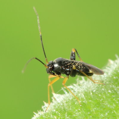 Garden Fleahopper, Microtechnites bractatus (Orthotylinae)