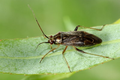 Lygidea sp. (Mirinae)