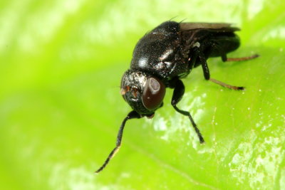 Discomyza incurva